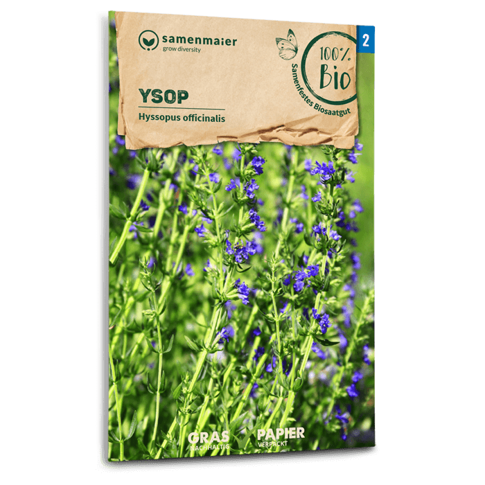 Samen Maier BIO Ysop mehrjährig