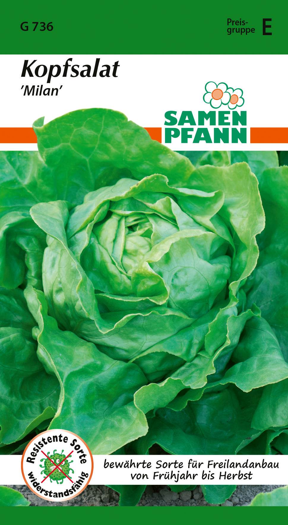 Samen Pfann Kopfsalat Milan