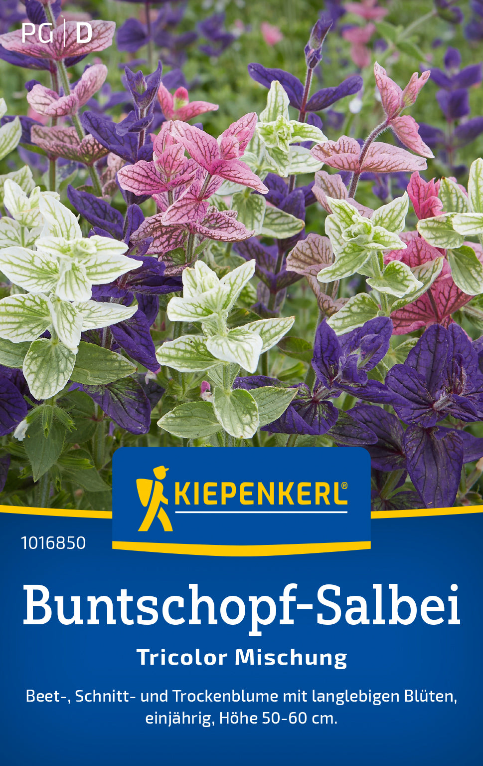 Kiepenkerl Salbei Tricolor Mischung