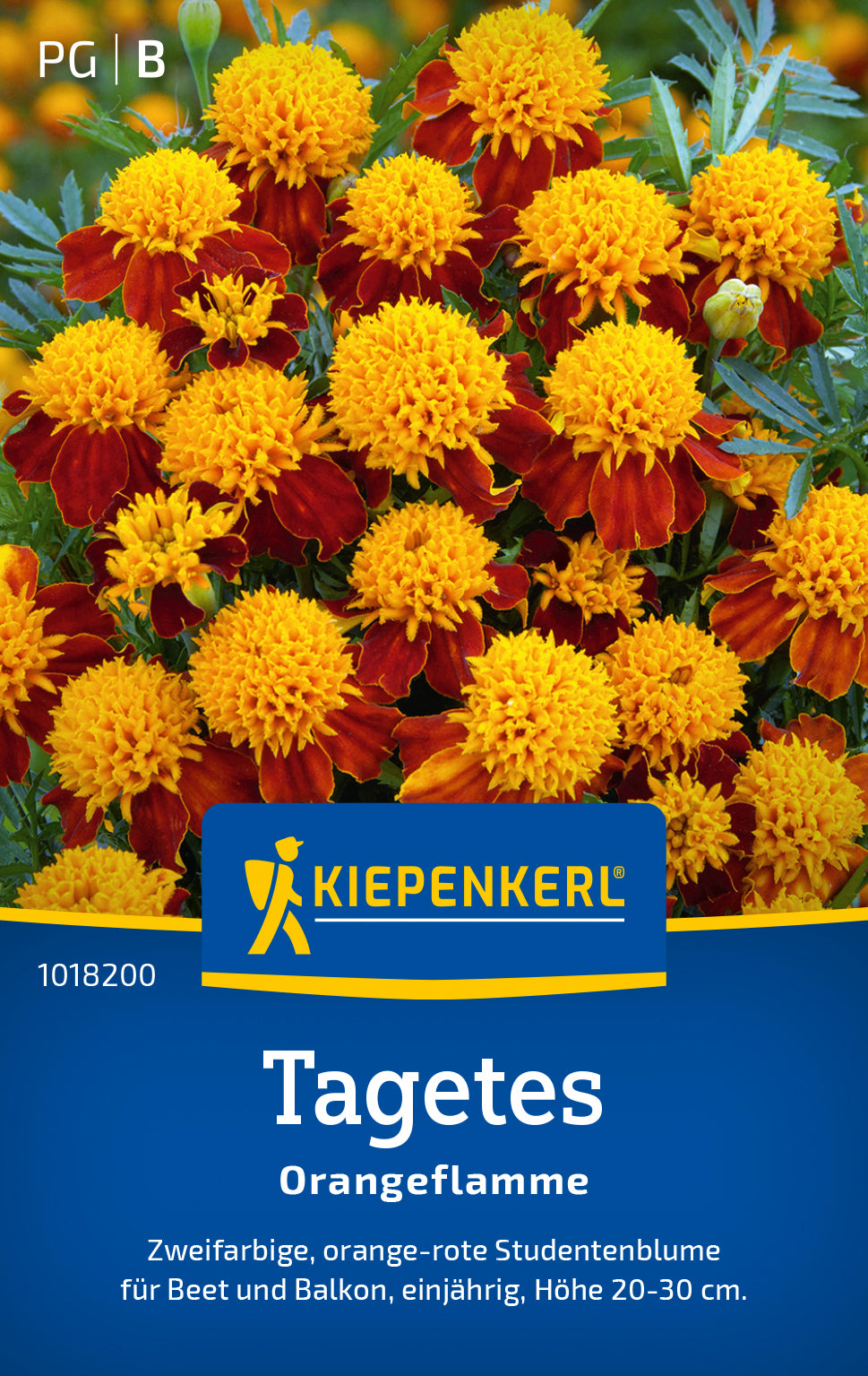 Kiepenkerl Studentenblumen Orangeflamme