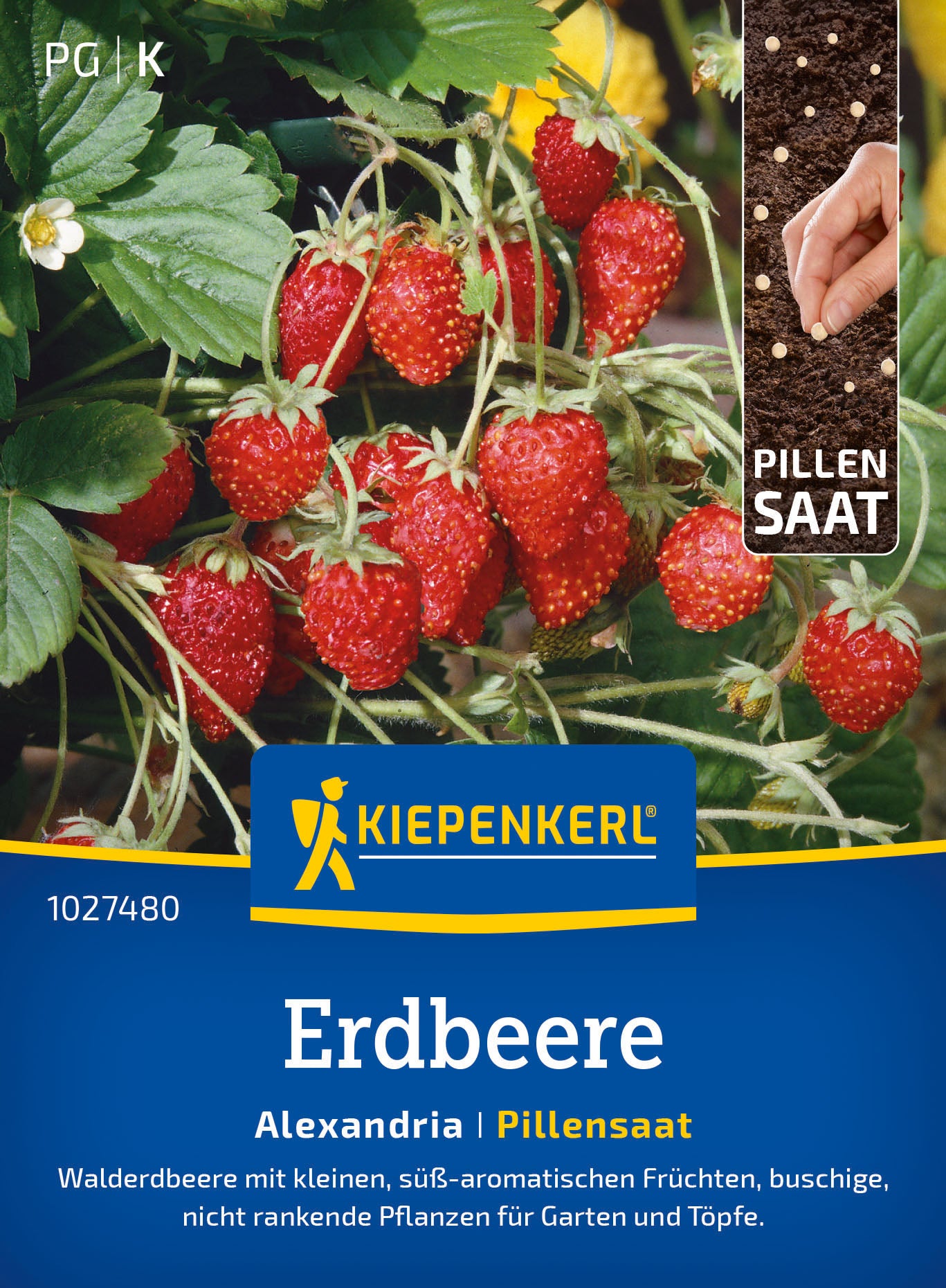 Kiepenkerl Erdbeeren Alexandria Pillensaat