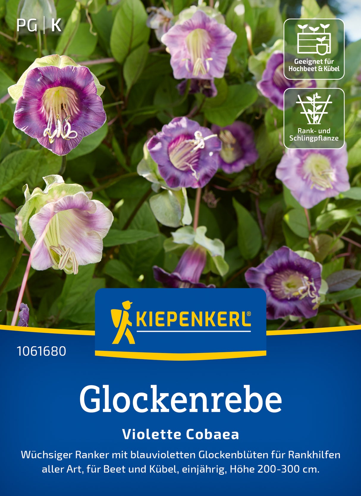 Kiepenkerl Glockenreben Violette Cobaea