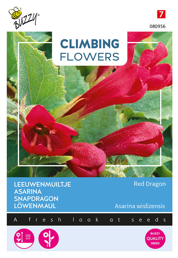 Buzzy Seeds Löwenmäulchen Red Dragon