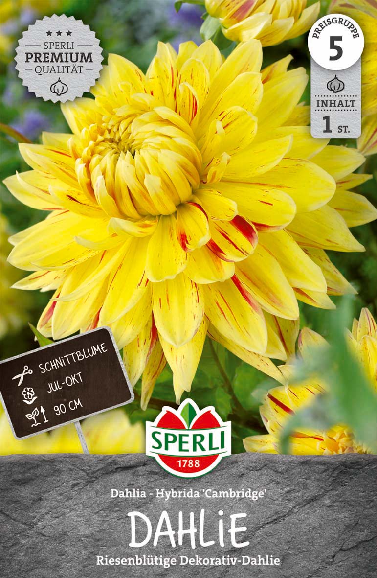 SPERLI Dahlie Dahlie Cambridge