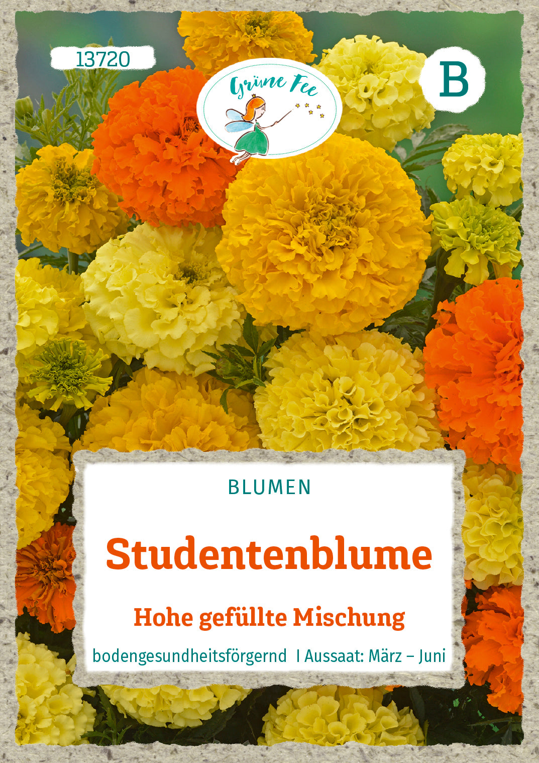 Grüne Fee Studentenblumen Hohe gefüllte Mischung