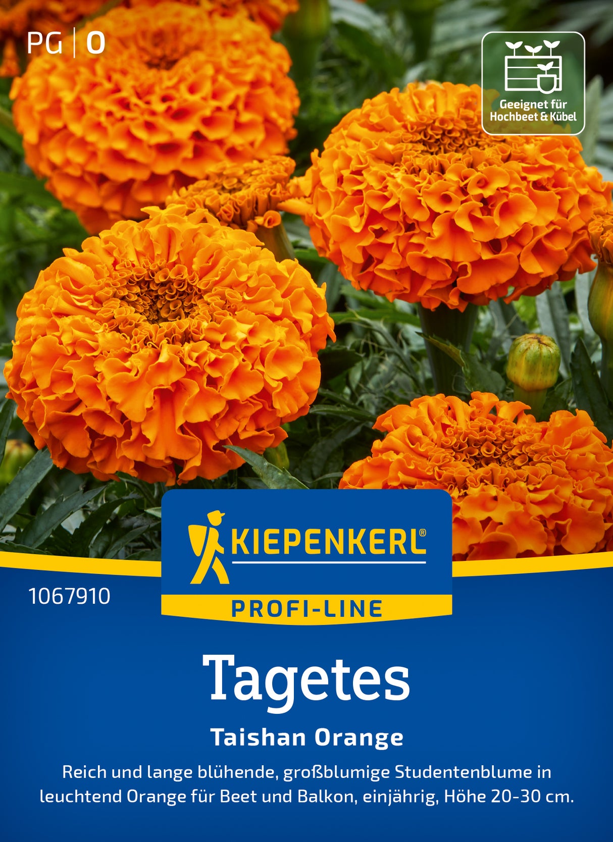 Kiepenkerl Studentenblumen Taishan Orange