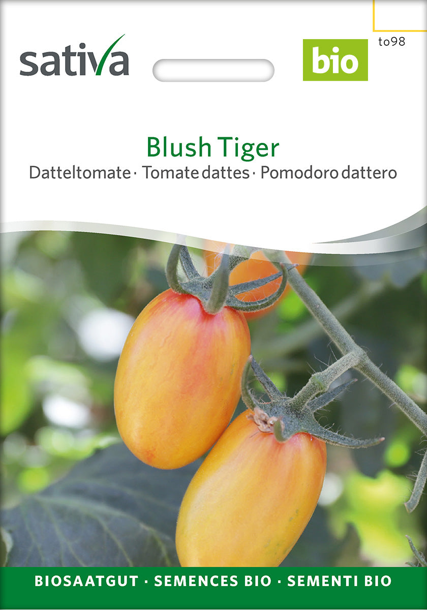 Sativa Datteltomate Blush Tiger
