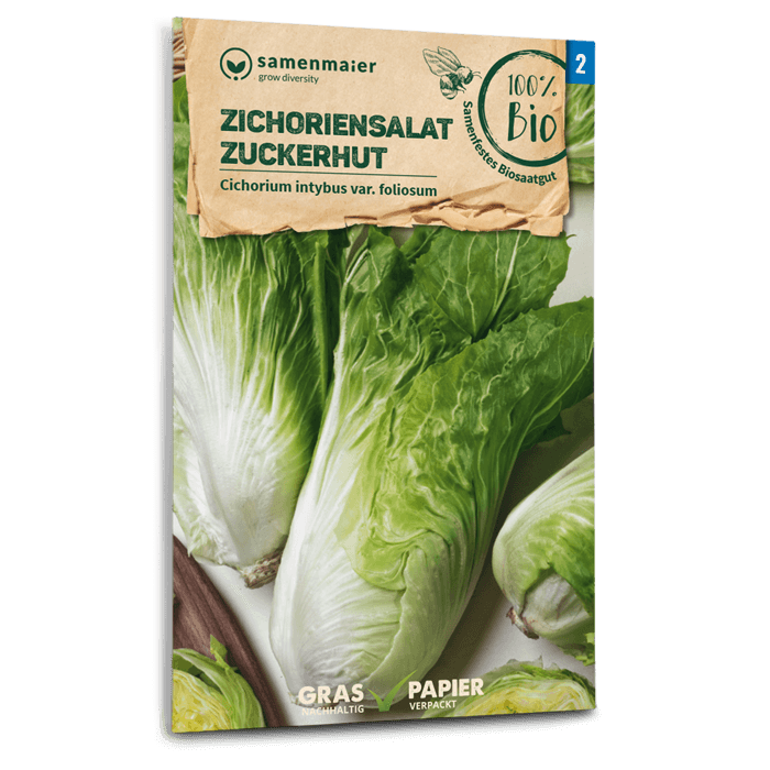 Samen Maier BIO Zichoriensalat Zuckerhut