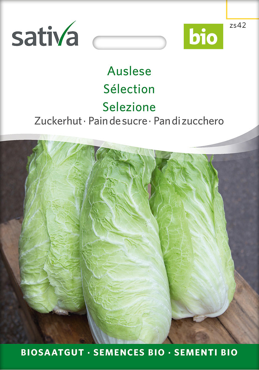 Sativa Zuckerhut Auslese