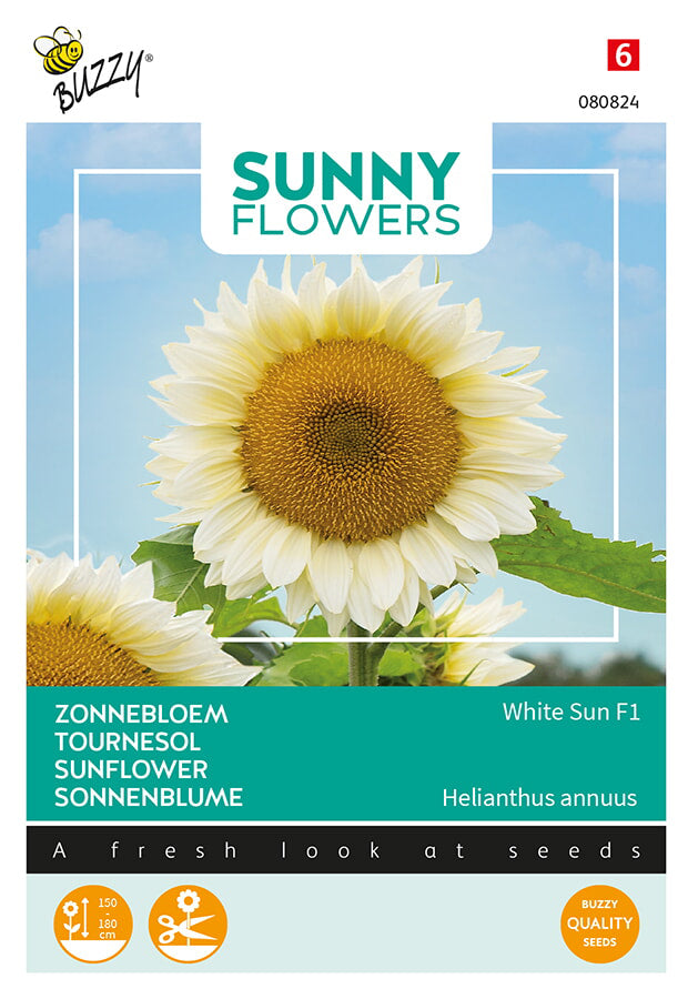 Buzzy Seeds Sonnenblume White Sun