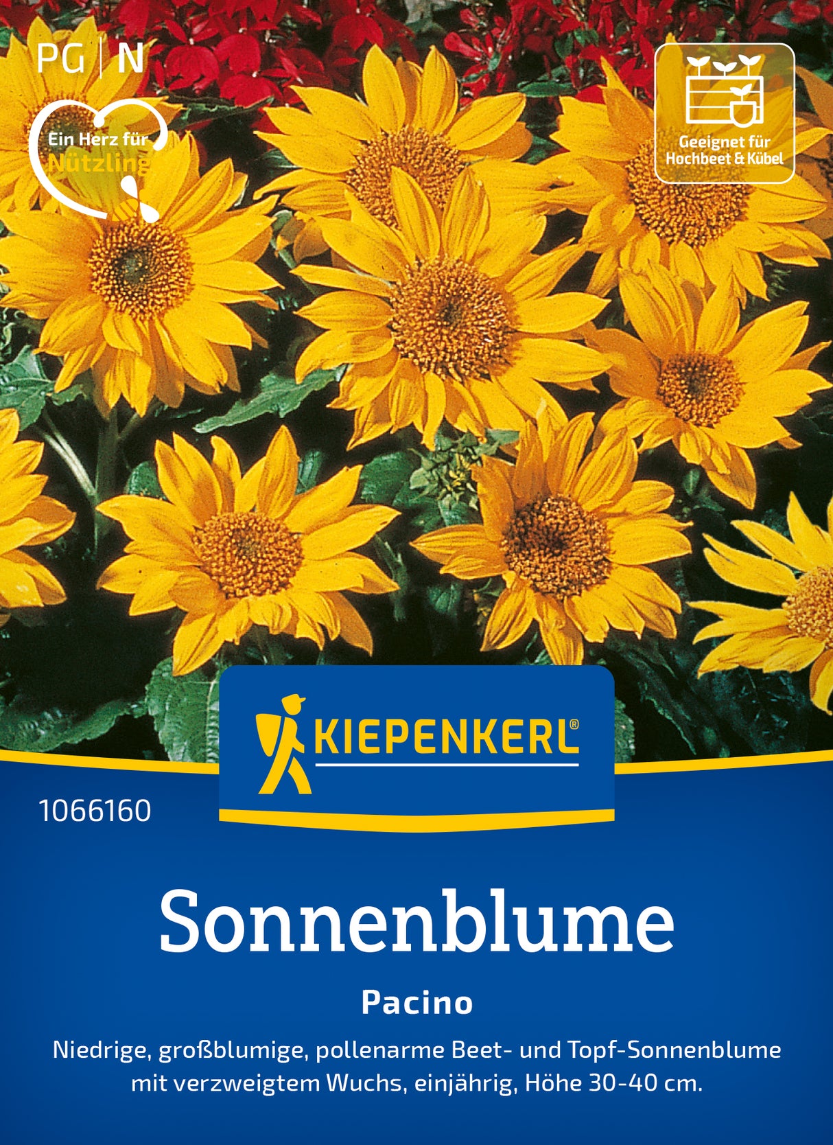 Kiepenkerl Sonnenblumen Pacino