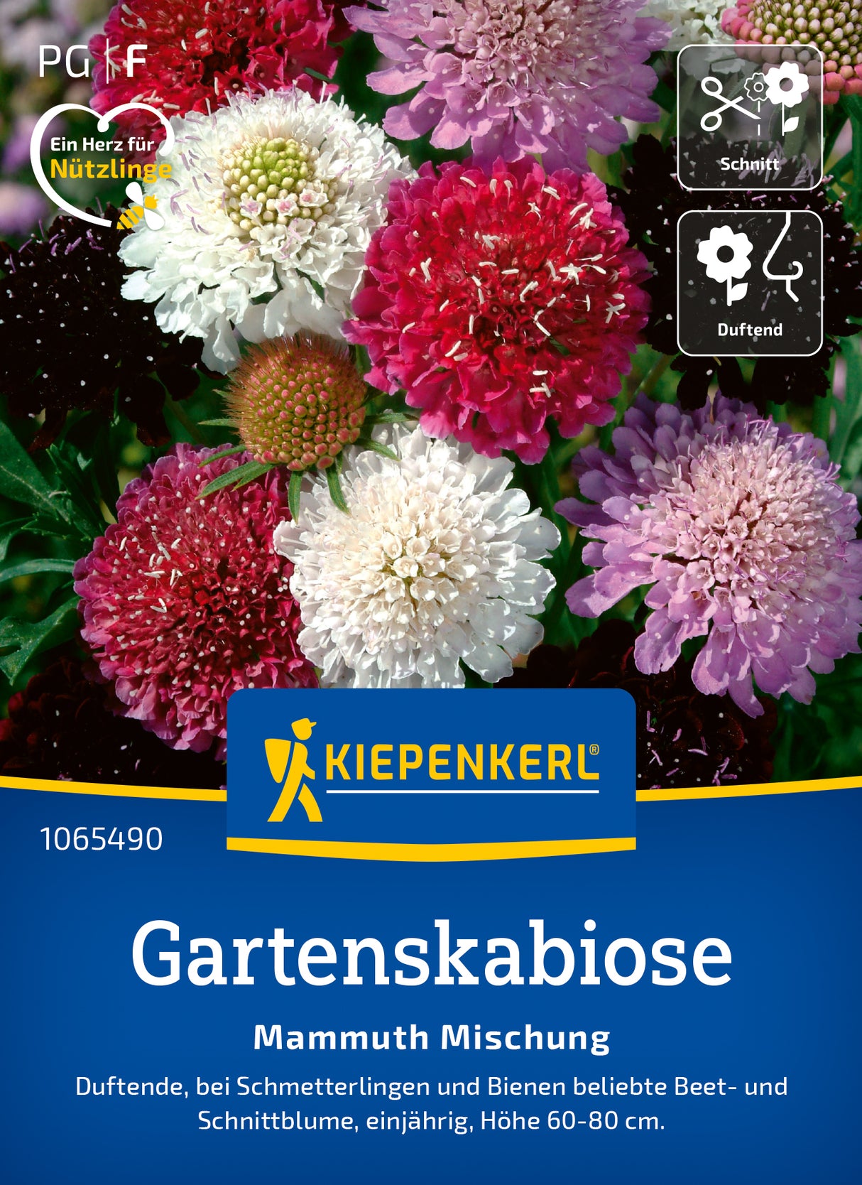 Kiepenkerl Gartenskabiosen Mammuth Mischung