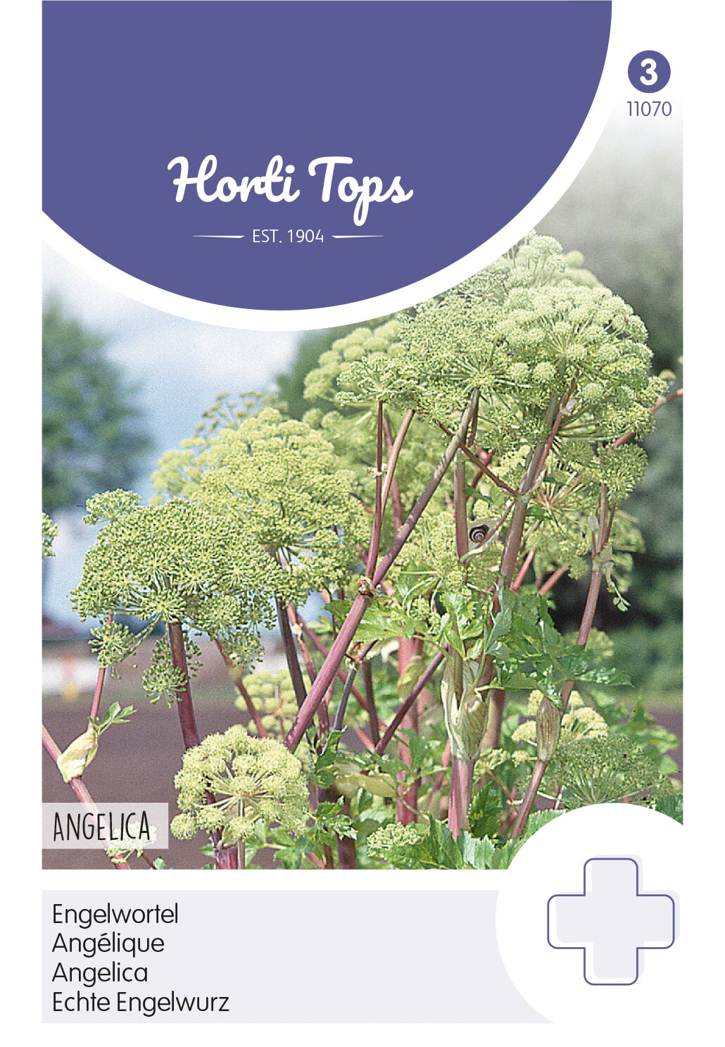 Horti Tops Engelwurz