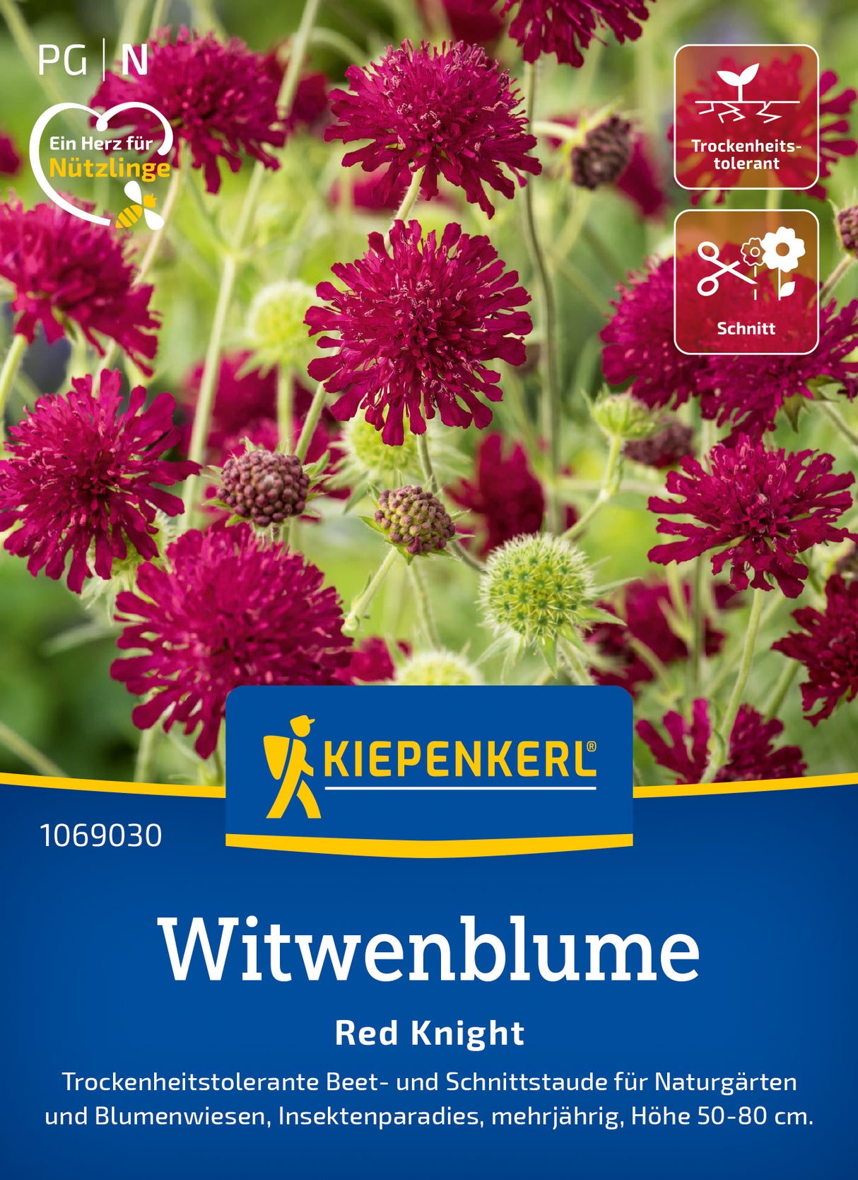 Kiepenkerl Witwenblumen Red Knight
