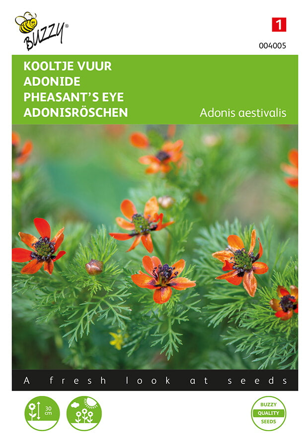 Buzzy Seeds Adonisröschen Rot blühende