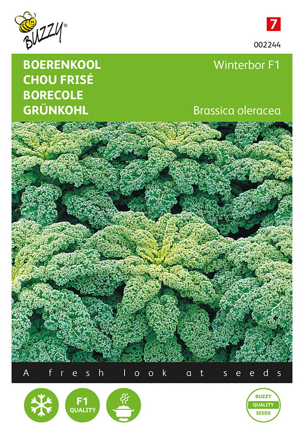 Buzzy Seeds Grünkohl Reflex F1