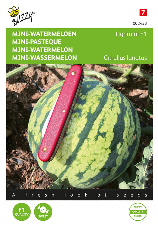 Buzzy Seeds Wassermelonen Tigrimini
