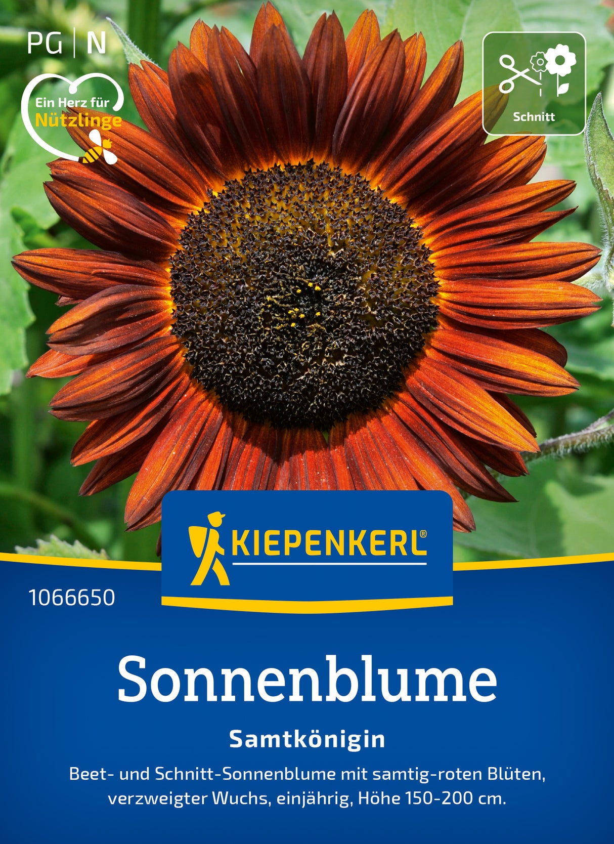 Kiepenkerl Sonnenblumen Samtkönigin