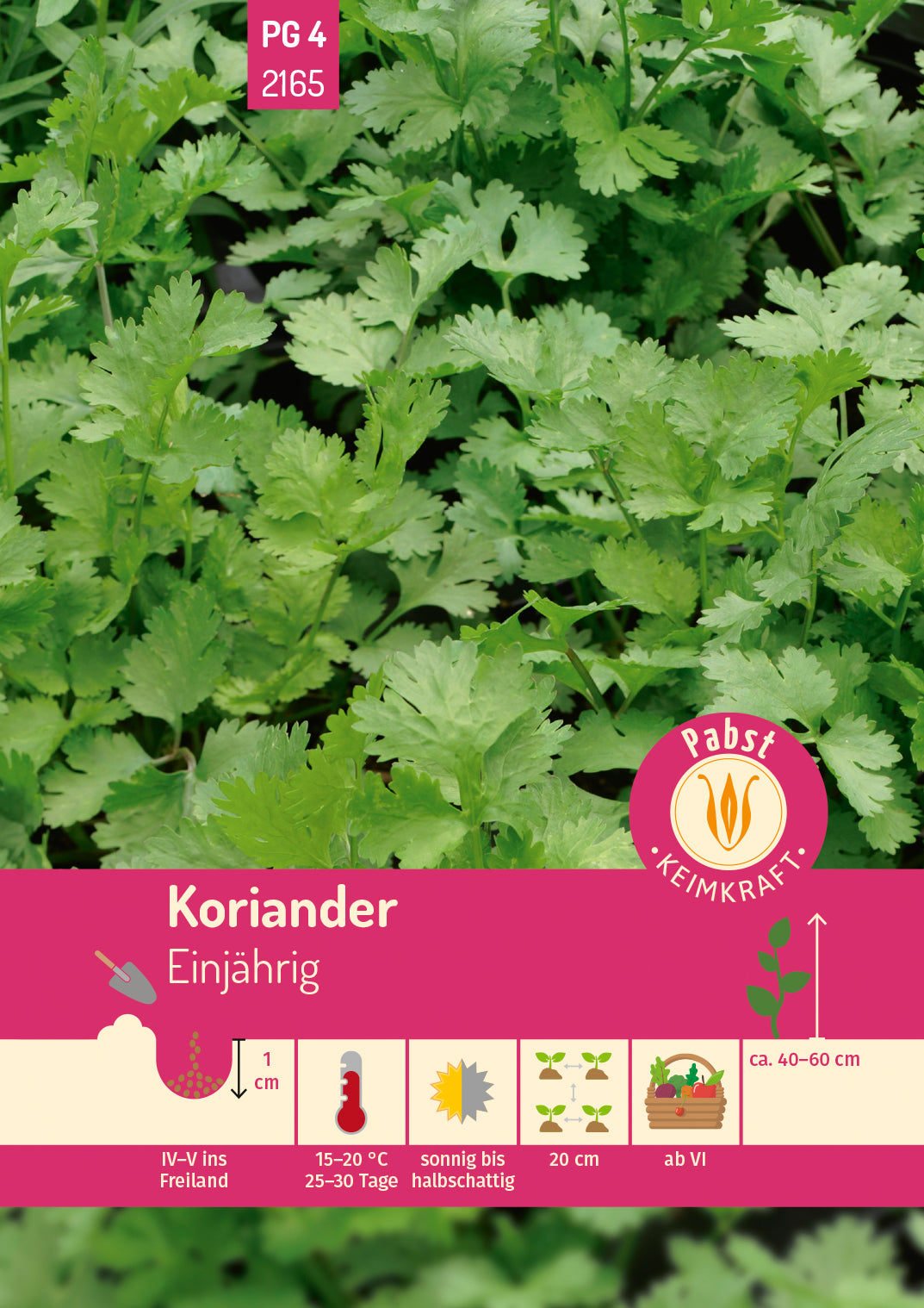 Pabst Keimkraft Koriander Einjährig