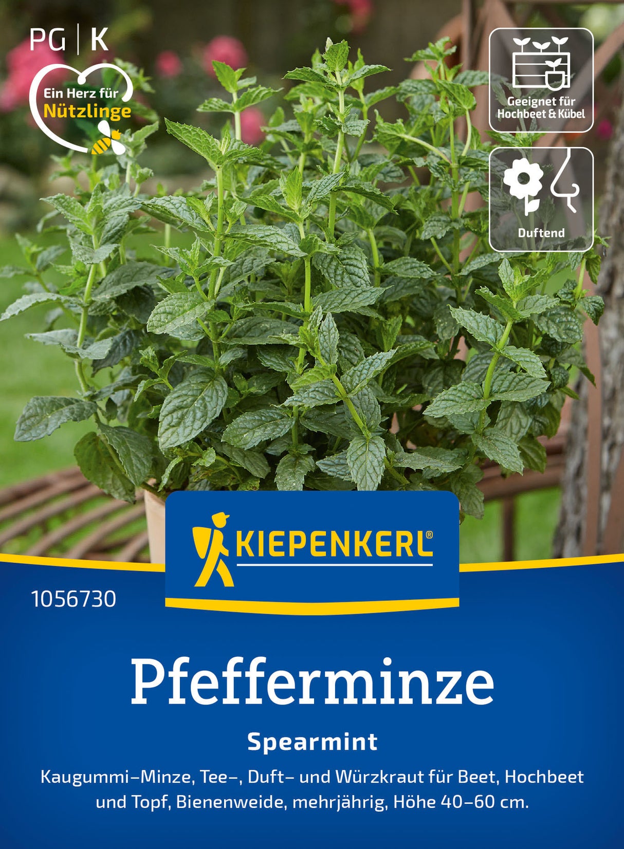 Kiepenkerl Pfefferminze Spearmint