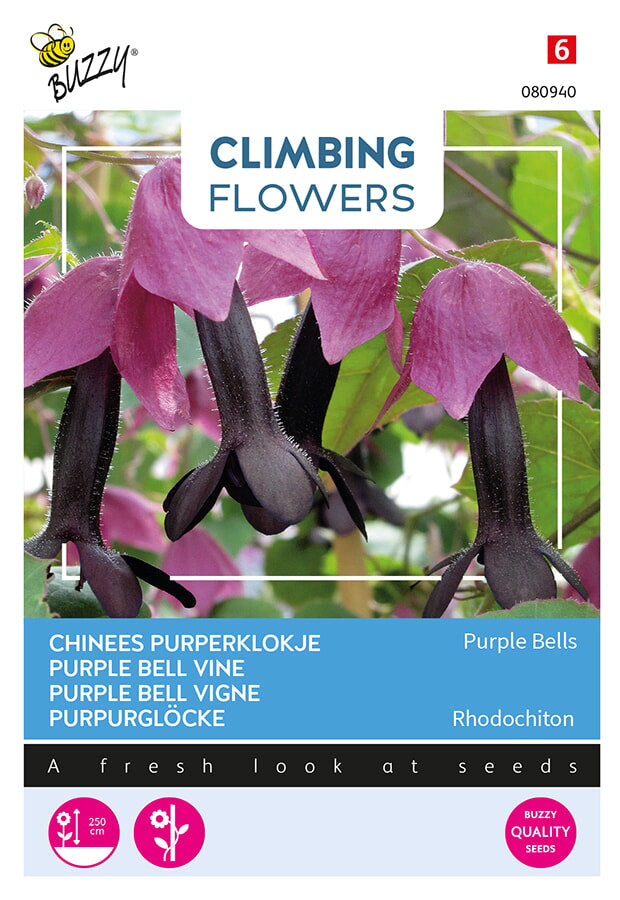 Buzzy Seeds Purpurglöckchen Purple Bells