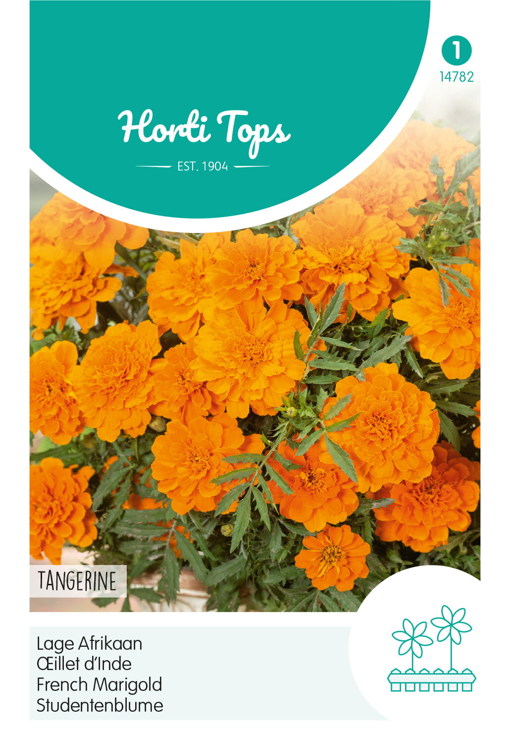 Horti Tops Studentenblume Tangerine