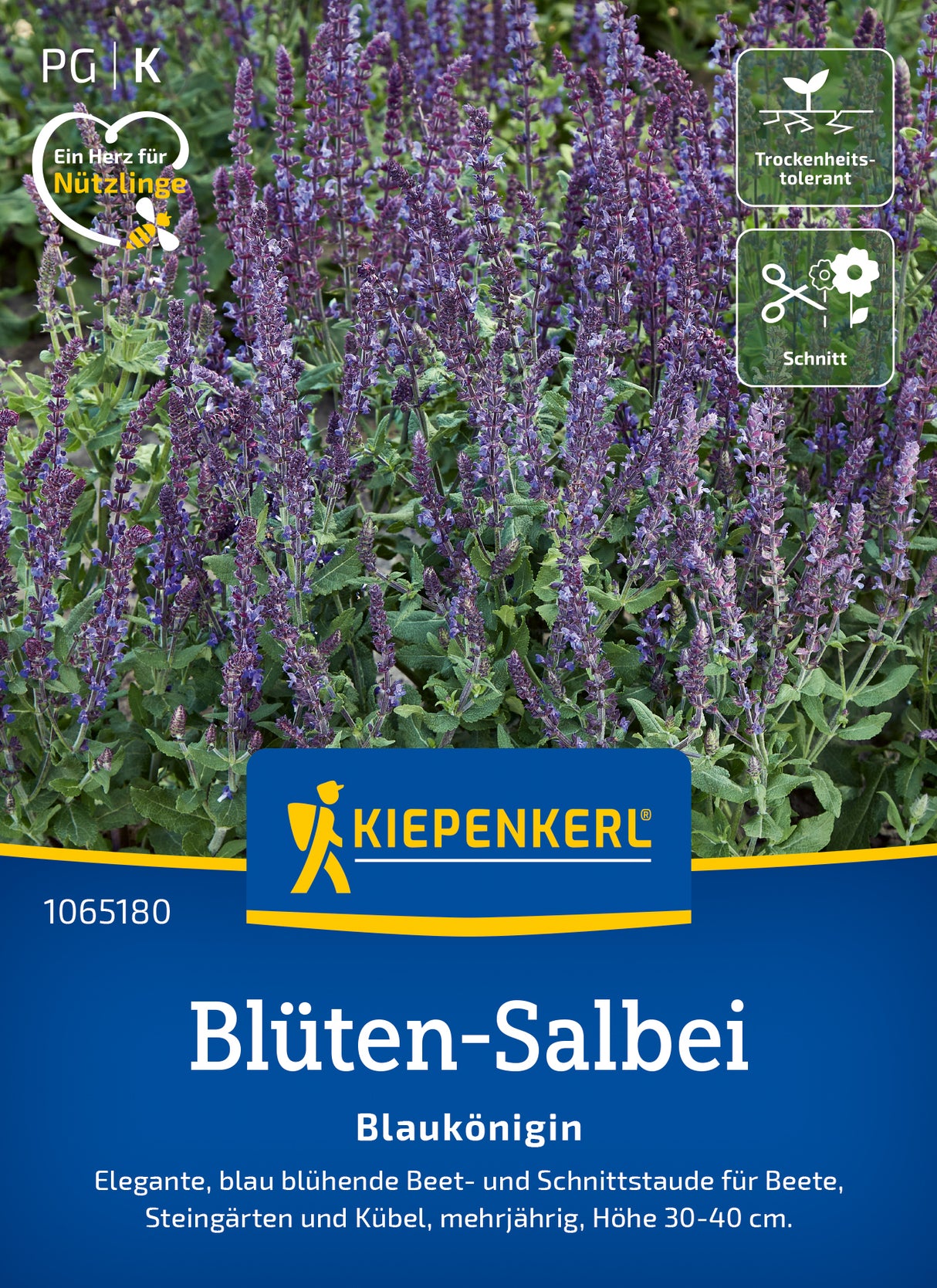 Kiepenkerl Salbei Blaukönigin