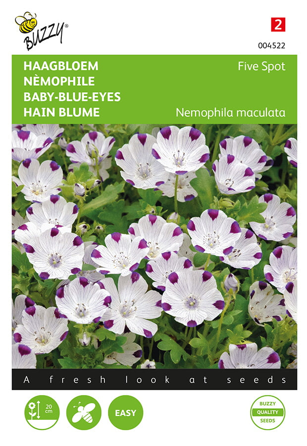 Buzzy Seeds Hainblumen Five Spot