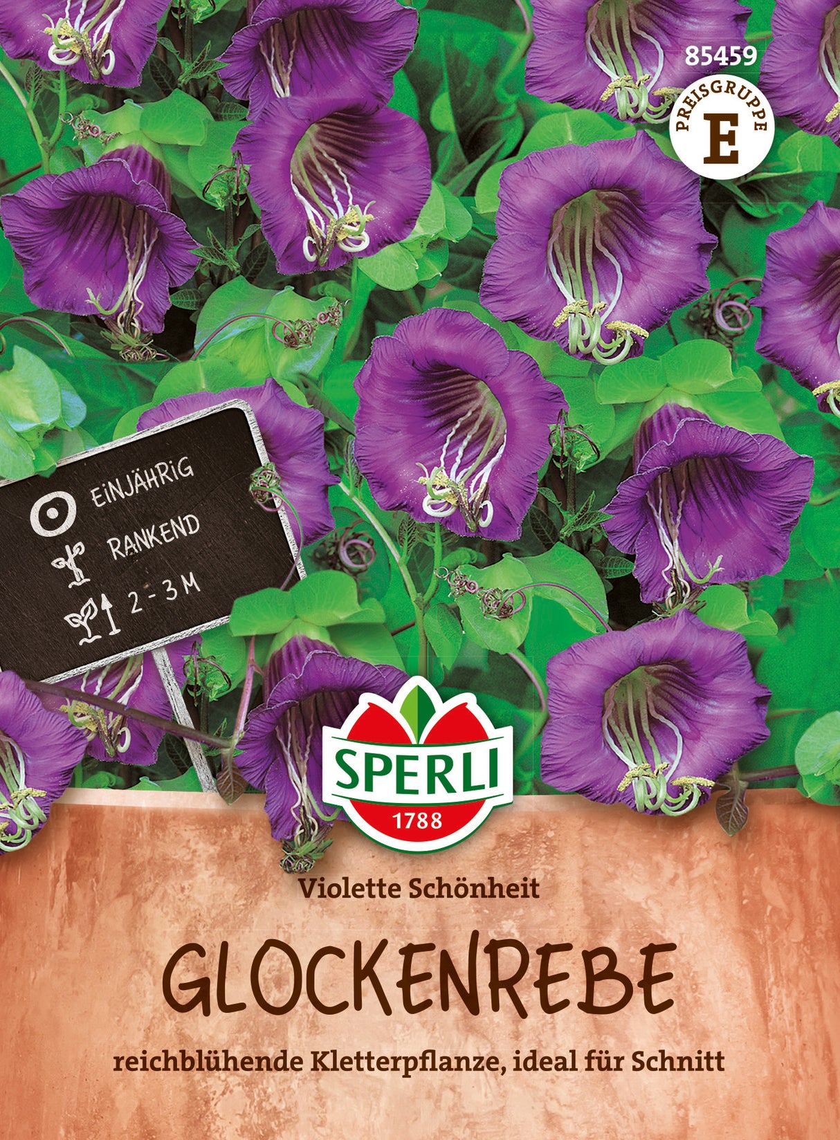 SPERLI Glockenrebe Violette Schönheit