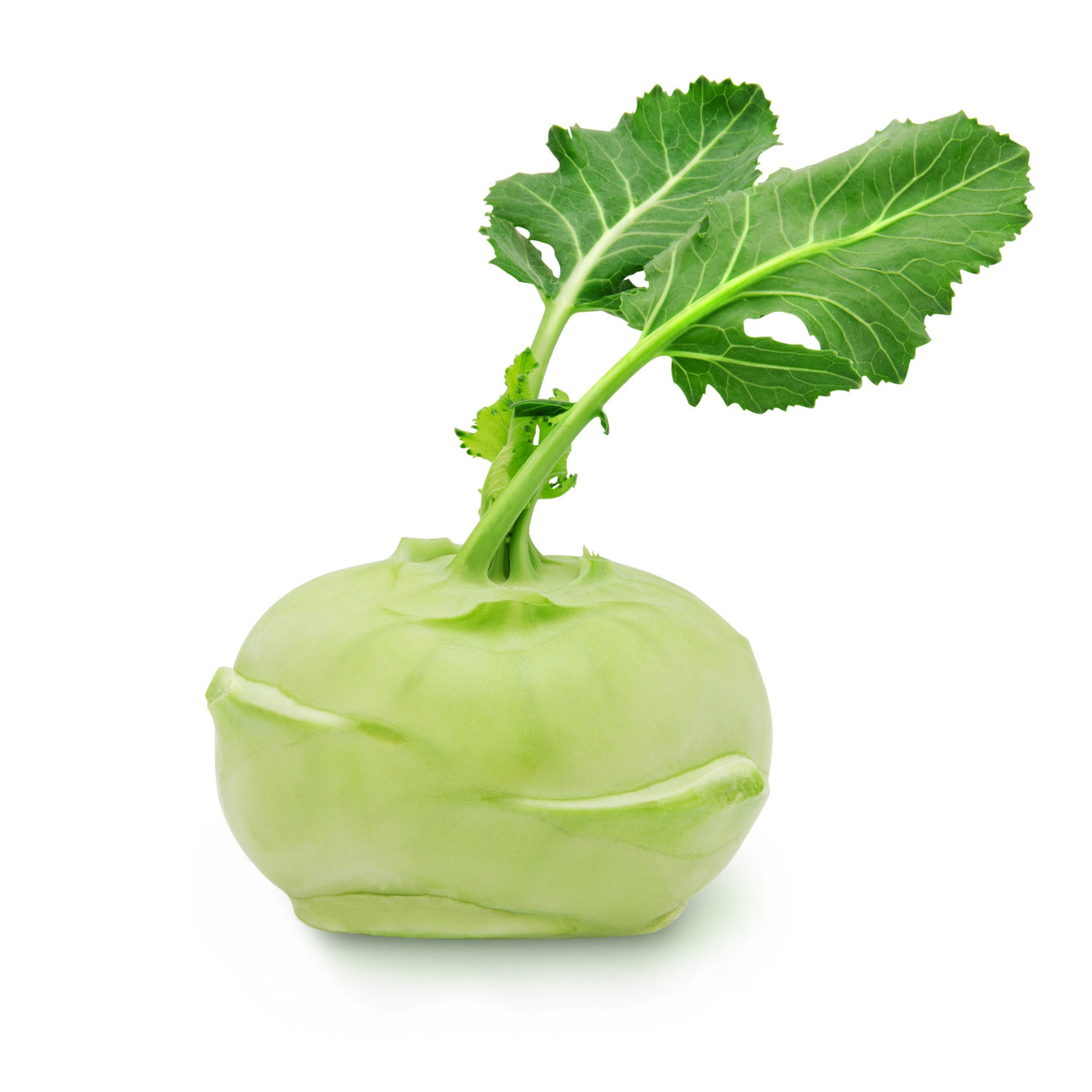 Kohlrabi Gigant