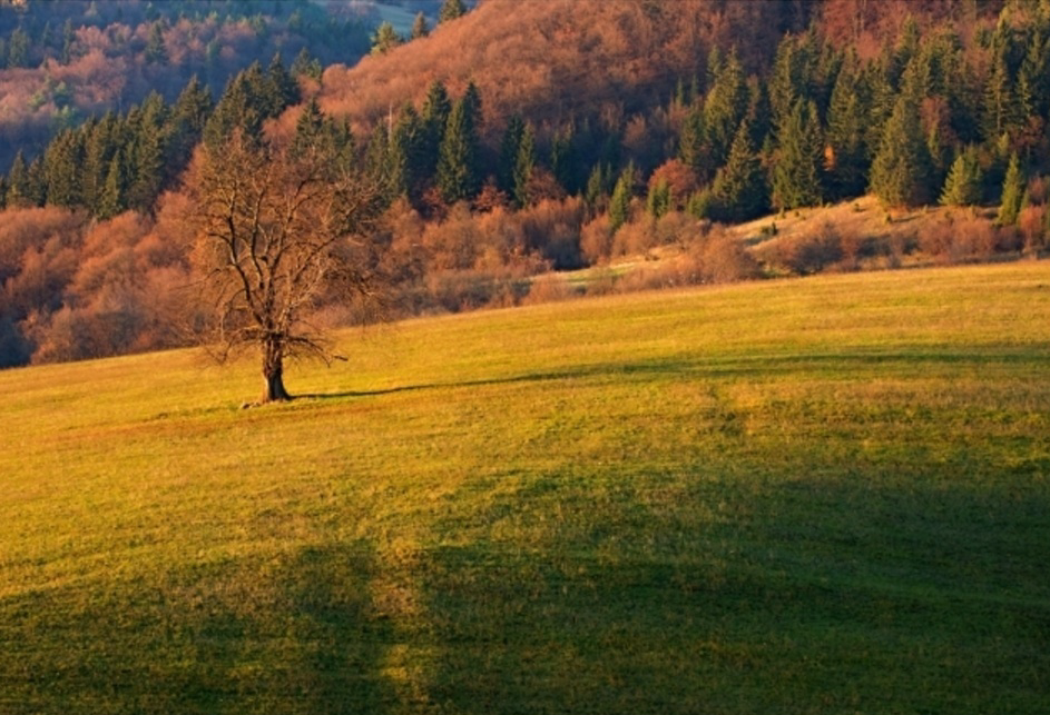 Aussaatkalender November