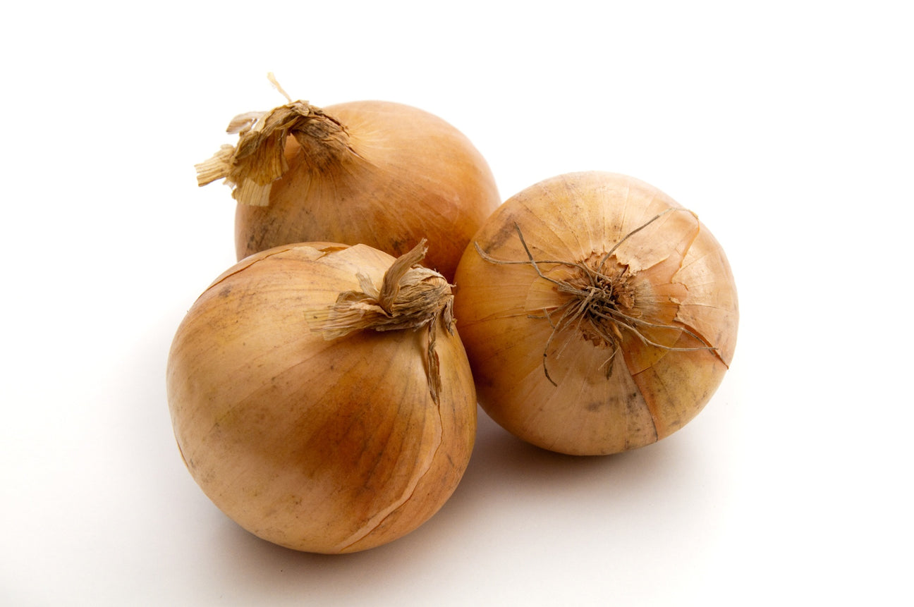 Zwiebelsamen
