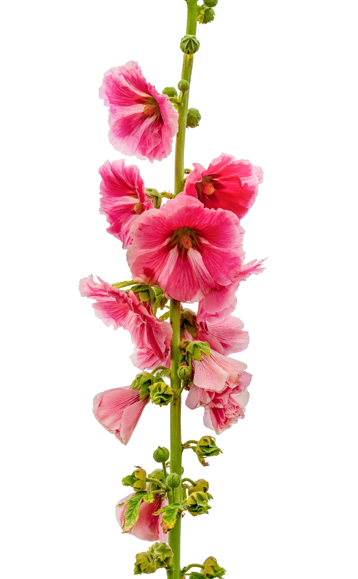 Stockrosen Samen