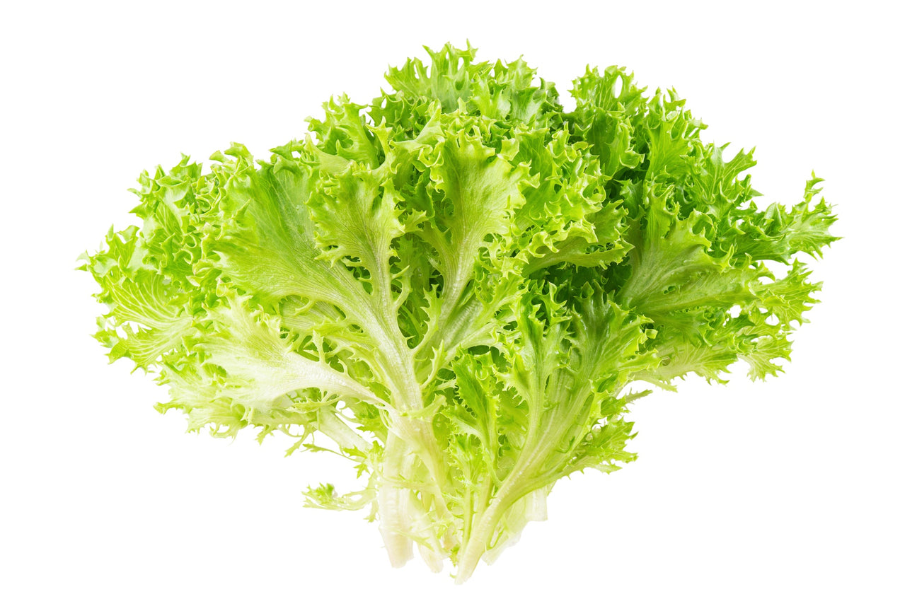 Endiviensalat Samen