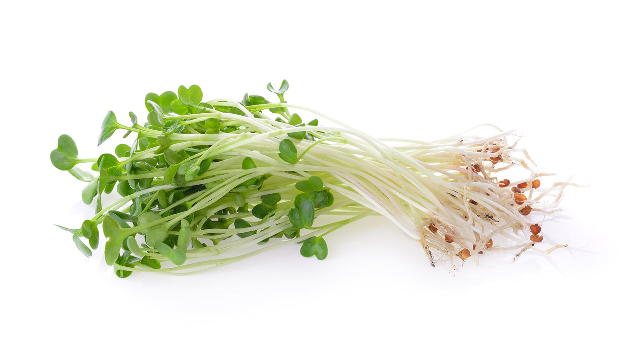 Alfalfa Keimsprossen