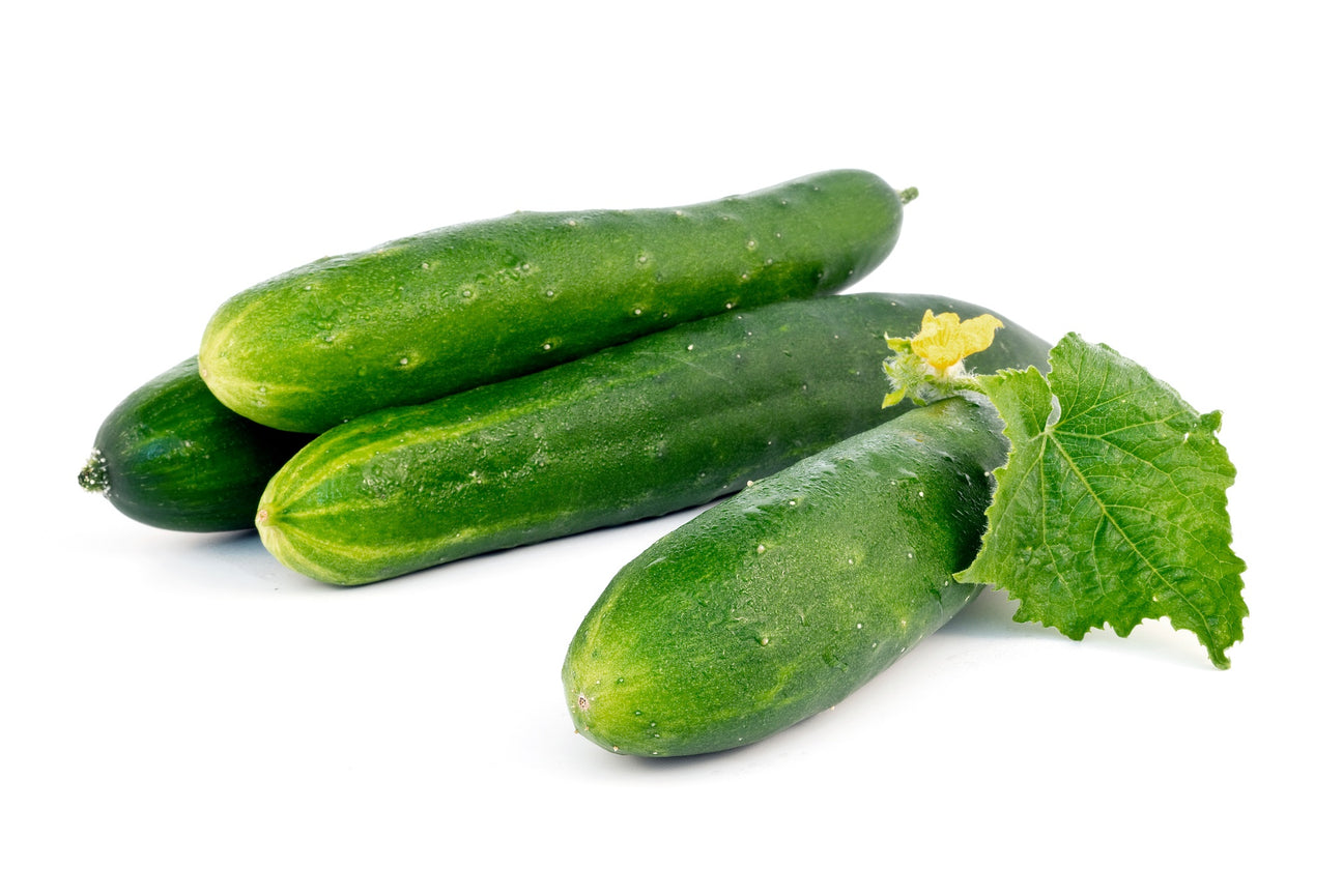 Salatgurken Tanja