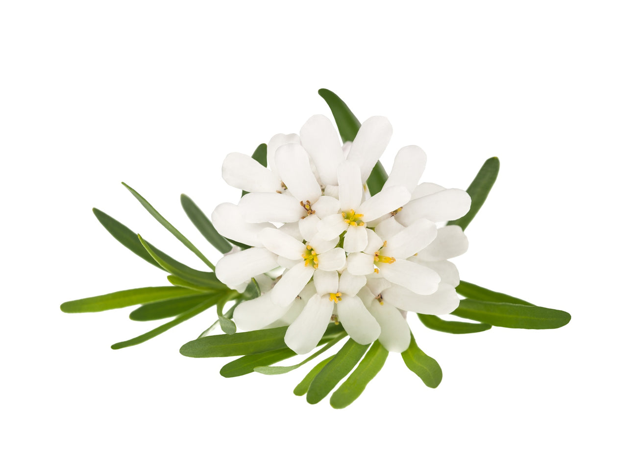 Schleifenblumen Samen
