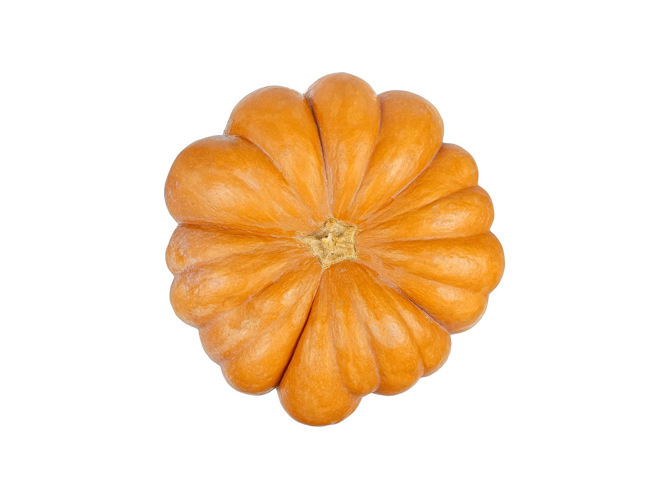 Kürbis Muscade de Provence