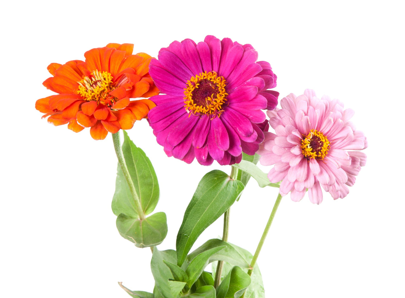 Zinnien Samen