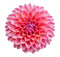Dahlien Samen
