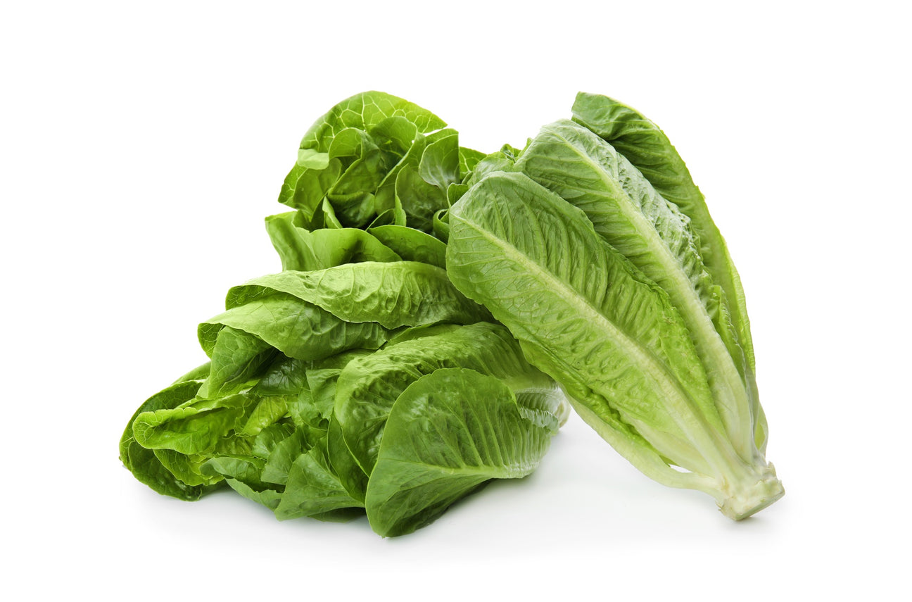 Römersalat Samen