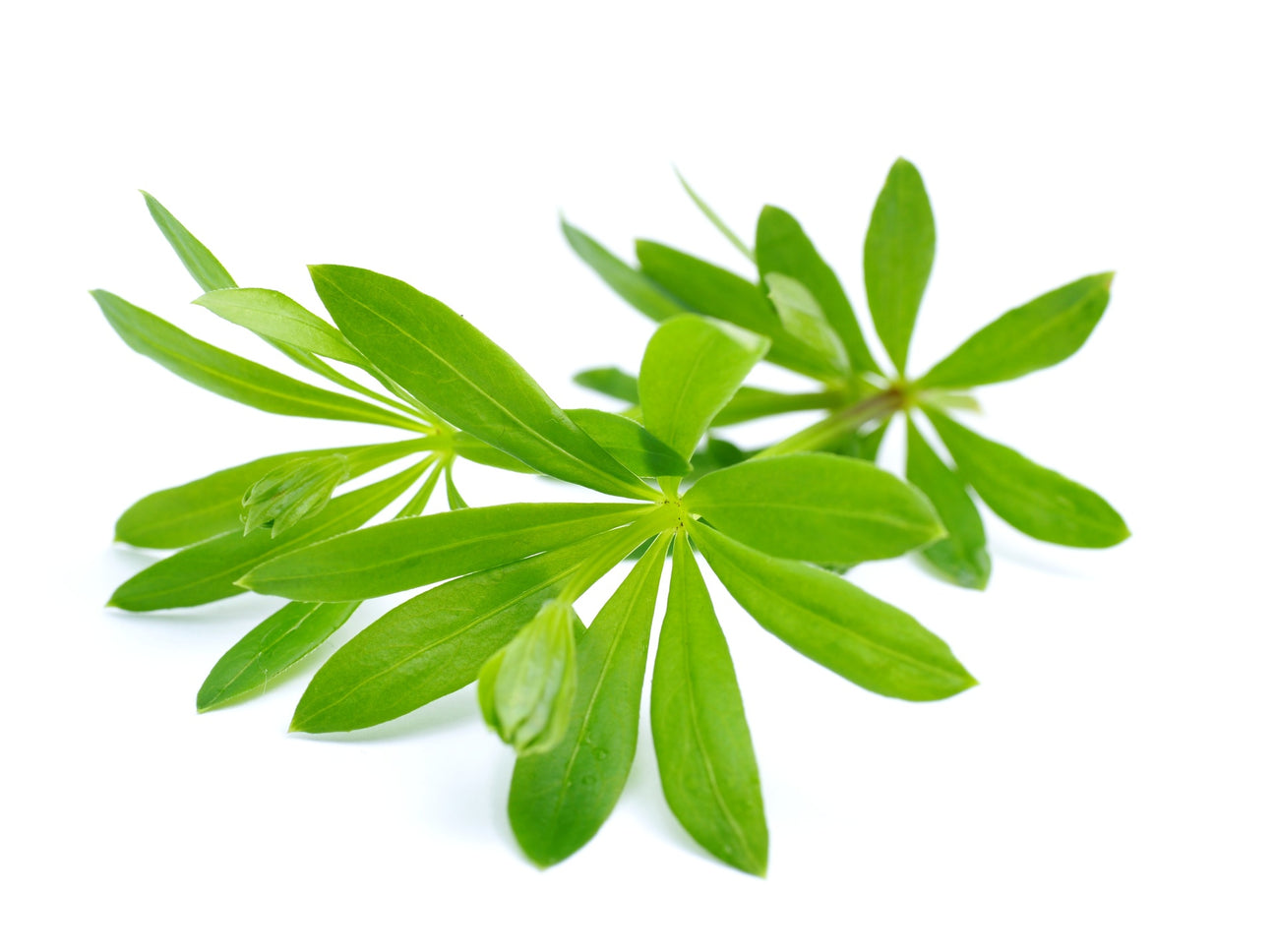 Waldmeister Samen