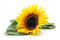 Sonnenblumensamen