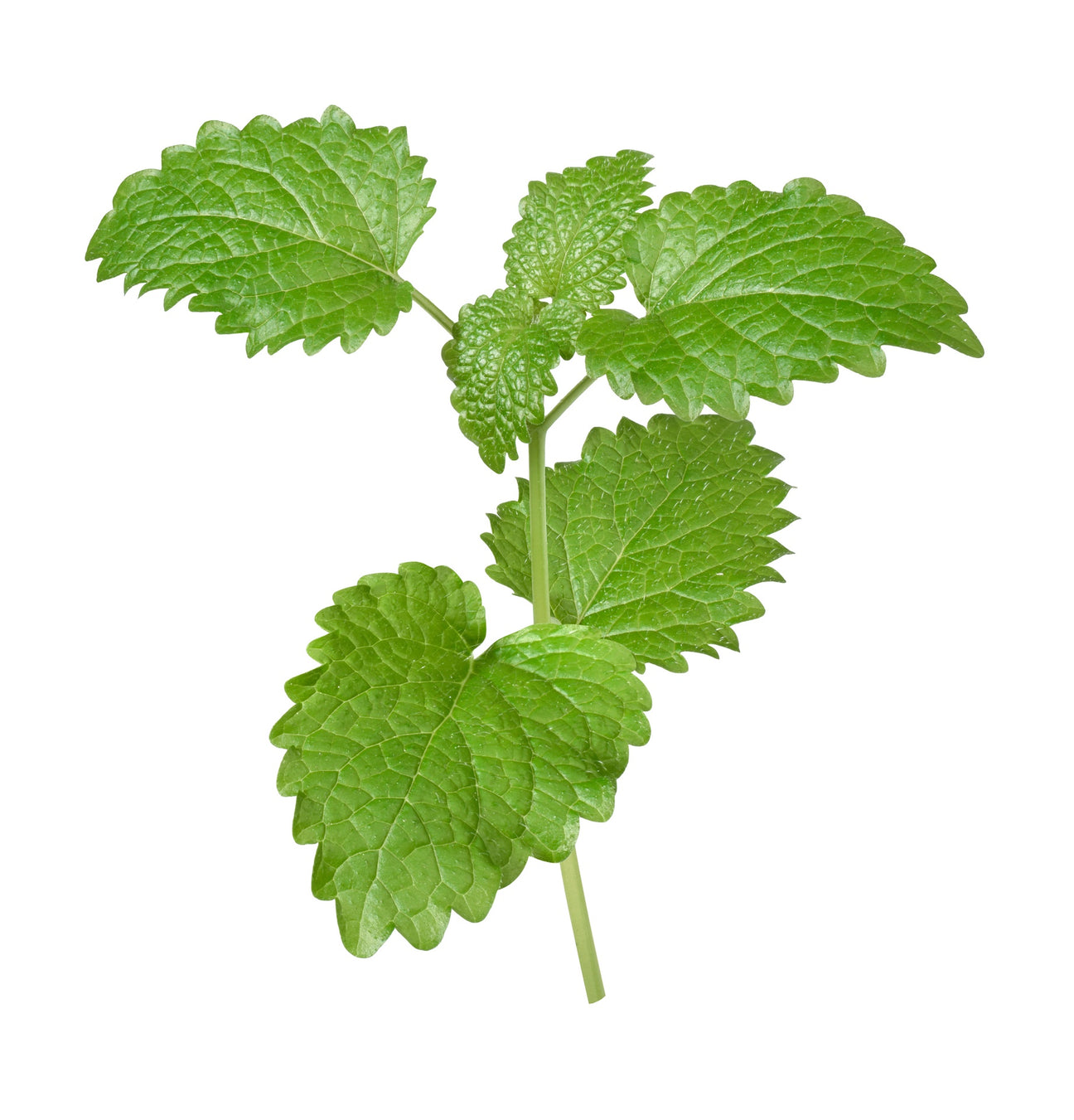 Zitronenmelisse Samen