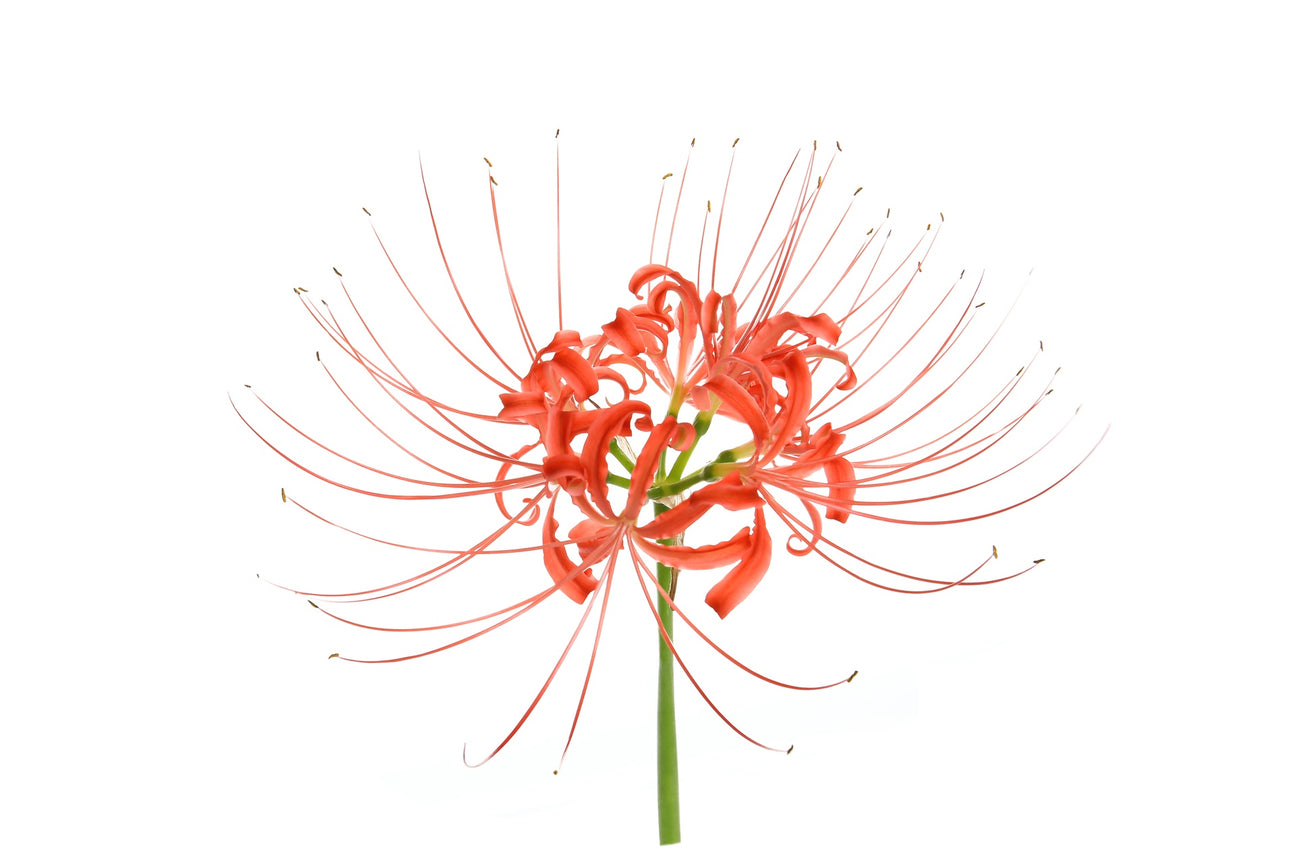 Spinnenblumensamen