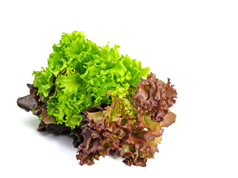 Pflück- & Schnittsalat