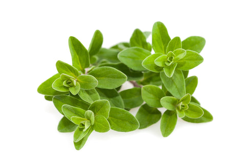 Oregano
