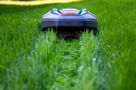 Rasen Samen für Mähroboter