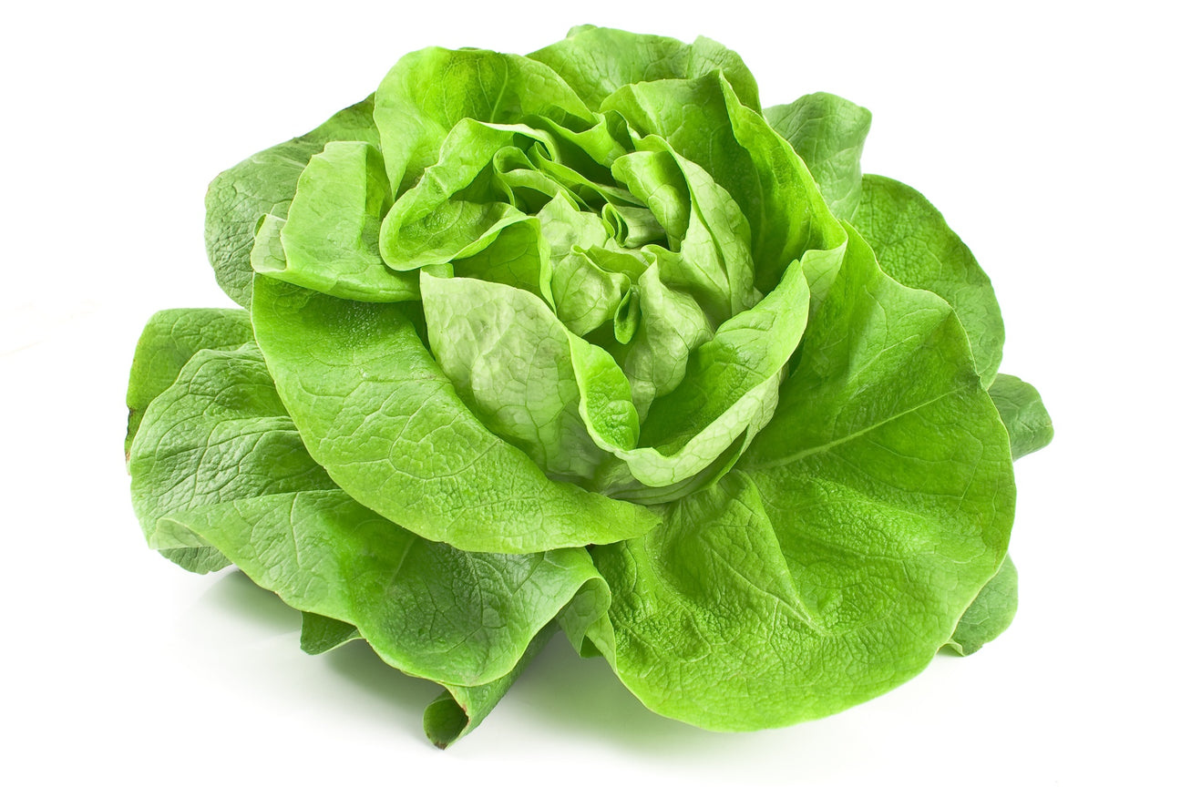 Kopfsalat Samen