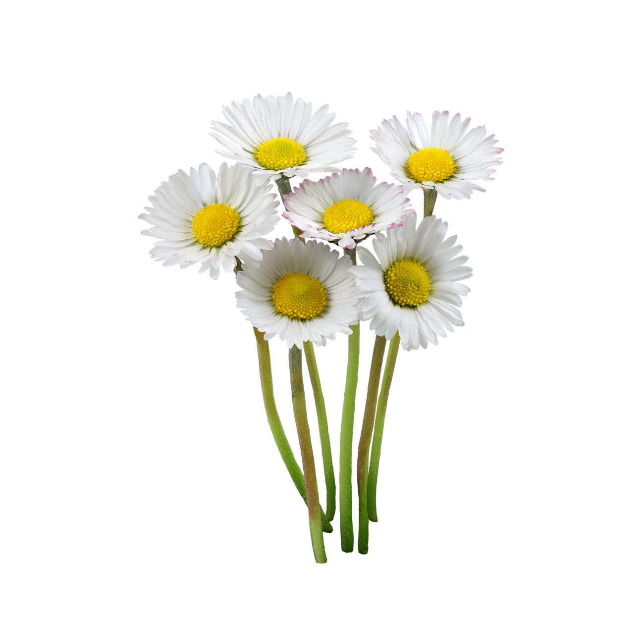 Gänseblümchen Samen